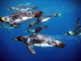 King penguins swim off the coast of the Australian subantarctic territory