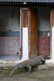 Komodo dragon attacks terrorize Indonesia villages (AP)