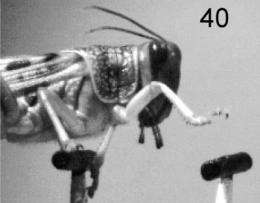 Ladder-walking locusts show big brains aren't always best