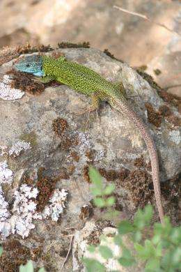 A new parasite has been discovered in black green lizards from the Iberian Peninsula
