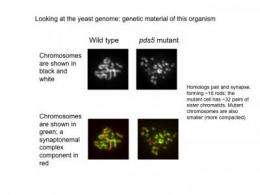 Landmark study sheds new light on human chromosomal birth defects