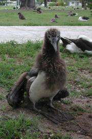 Lead poisoning threatens a vulnerable albatross population