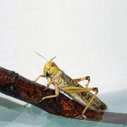 Learning from locusts