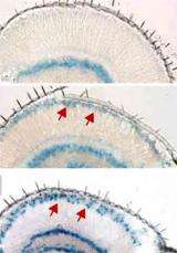 Level of cellular stress determines longevity of retinal cells