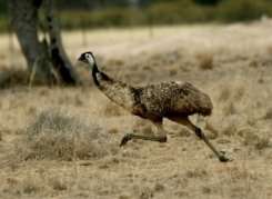 Life is tweet: first bird had hearing like an emu's