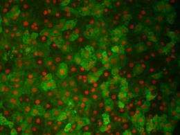 Liver cells grown from patients' skin cells
