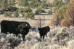 Livestock Can Help Rangelands Recover from Fires