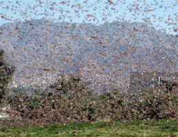 Scientists use Brownian Motion to Explore How Birds Flock Together