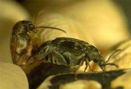 Lustful beetles desire water, not sex
