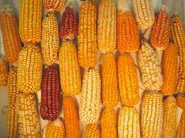 Maize findings could lead to vigorous new varieties and insights into human genetics