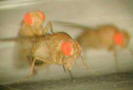 Male fruit flies change to gain reproductive edge