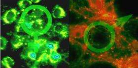 Male vs. Female Starved Neurons