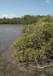 Mangroves Save Lives In Storms