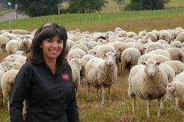 Mary had a lot of lambs: Researchers identify way to accelerate sheep breeding