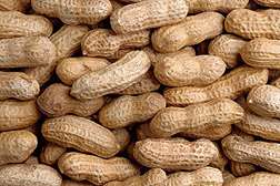 Microwave Meter Measures Moisture and Density of In-Shell Peanuts