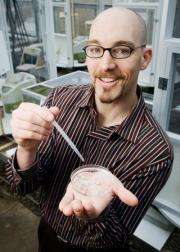 Midge keeps invasive mosquito in check, aiding native mosquitoes