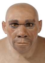 Model head of a Neanderthal man.