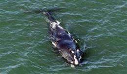 Monitoring of rare whales near NY harbor ends (AP)