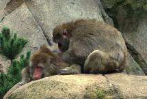 Monkeys' grooming habits provide clues to how we socialise
