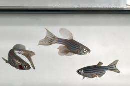 MSU researchers improve zebrafish cloning methods