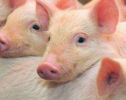Muscling in on a mystery protein: Study of brawny pigs reveals key player in the genome