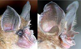 Mystery of bat with an extraordinary nose solved