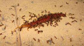 Native Lizards Evolve to Escape Attacks by Fire Ants