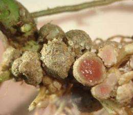 'Natural' nitrogen-fixing bacteria protect soybeans from aphids