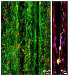 Nerve-Insulating Cells