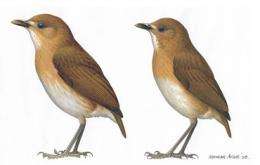New bird discovered after its extinction
