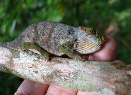 New chameleon species discovered in East Africa