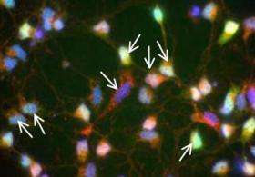 New clues about mitochondrial 'growth spurts'