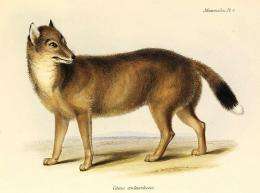 New clues to the Falklands wolf mystery