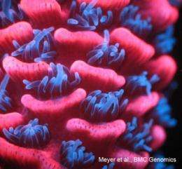 New genomic technique uncovers coral transcriptome