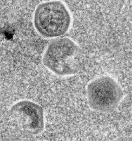 New giant virus discovered