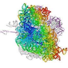 New images capture cell's ribosomes at work