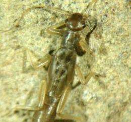 New insect on Balearic Islands