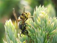 New life histories emerge for invasive wasps, magnify ecological harm
