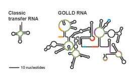 Newly explored bacteria reveal some huge RNA surprises