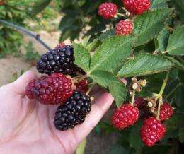 New management methods extend blackberry season