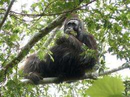 New orangutan population found in Indonesia (AP)