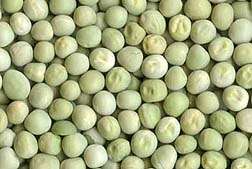New Peas Unfazed by Viral Bully