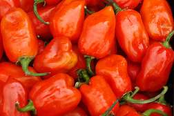 New Pest-Resistant Habanero Joins Peck of ARS-Created Peppers