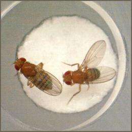 New pheromone helps female flies tell suitors to 'buzz off'