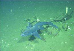 New species of ghostshark from California and Baja California