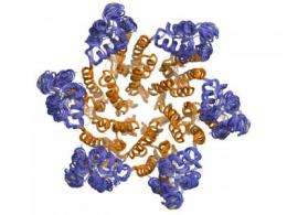 New study reveals structure of the HIV protein shell