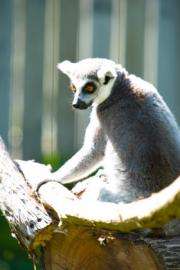 New theory on why male, female lemurs same size