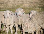 New tool to fast-track genetic gain in sheep
