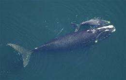 Nice going, mom! Right whales break birth record (AP)