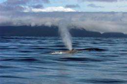 NOAA researchers: Blue whales re-establishing former migration patterns